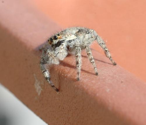 Menemerus sp.